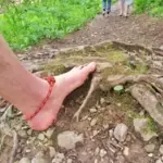 Barefoot on tree roots
